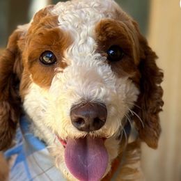 Ernie - Goldendoodle