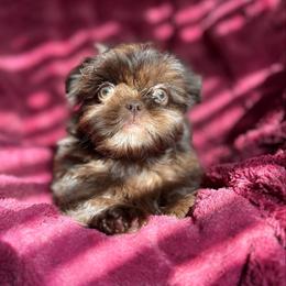 Clayton - Chocolate male Shih Tzu puppy in Las Vegas, Nevada from Vegas Shih Tzus