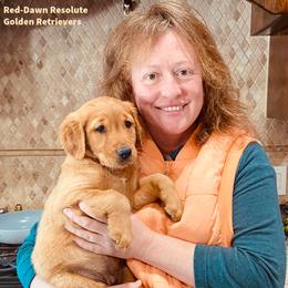 Golden Retriever Puppies from Red-Dawn