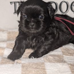 Hunter - Black male Shih Tzu puppy in Claxton, Georgia from Small Pawz Kennel