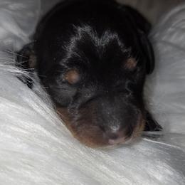 Black and tan female - Black and tan female Dachshund puppy in Saint Agatha, Maine from Spruce Valley Miniature Dachshunds & Boston Terriers