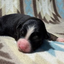 Girl 7-Black Tri - Black tri-color female Australian Shepherd puppy in Mayfield, Kentucky from Hamilton Farms