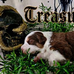 Treasure - Red tri-color female Australian Shepherd puppy in Wheatland, Wyoming from Jorvik Australian Shepherds