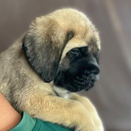 Mastiff puppies from Huereca Mastiff