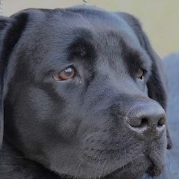Labrador Retrievers from Everlasting Labradors