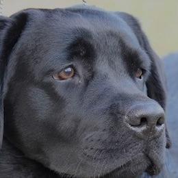 Labrador Retrievers from Everlasting Labradors