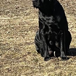 Sapphie - Labrador Retriever