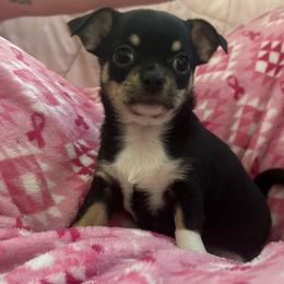 Vivian - Black and white female Chihuahua puppy in Brooklyn, Connecticut from Ladybug Chihuahuas