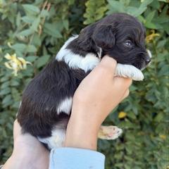 Elena - Brown female Whoodle puppy in Gilbert, Arizona from Gilbert Bernedoodles & Whoodles
