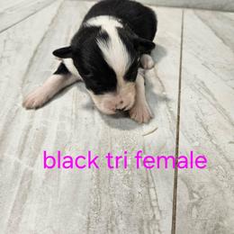 Ella f3 - Black tri-color female Australian Shepherd puppy in Arbela, Missouri from County Line Aussies