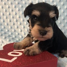 Male 2 - Black and silver male Miniature Schnauzer puppy in Granville, Ohio from Shull Mini Schnauzers