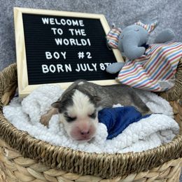 Boy 2 - Gray and white male Siberian Husky puppy in Lagro, Indiana from Siberian Huskies-Beckham the Great
