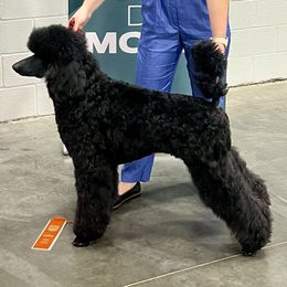 Poodles from ‘Umata Promise Poodles