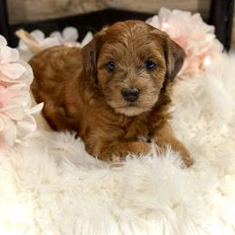 Bernedoodle and Whoodle Puppies from Genesis Family Farm