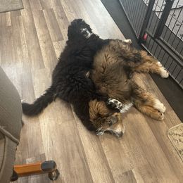Bernedoodle Puppies from Darling Paws, LLC