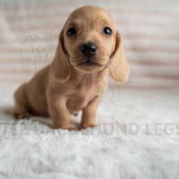Chouquette - Cream female Dachshund puppy in Temecula, California from Naomi Magee's Dachshund Kennel