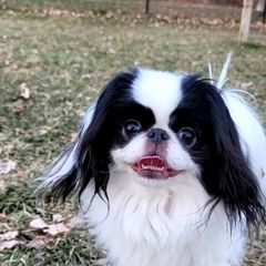 Japanese Chins from Windhaven Japanese Chin