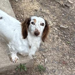 Dachshunds from Lady Maye Dachshund's