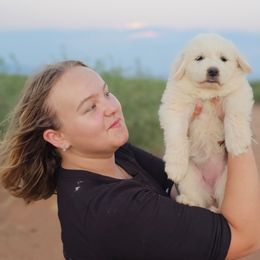 Great Pyrenees puppies from WeVolution Off-Grid