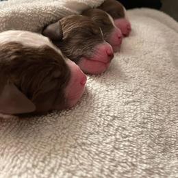 Lagotto Romagnolo Puppies from Joyful Heart
