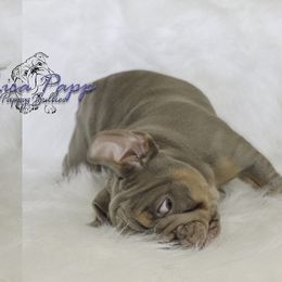 Bulldog Puppies from Pappy's Bullies