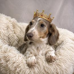 Queen - Dachshund
