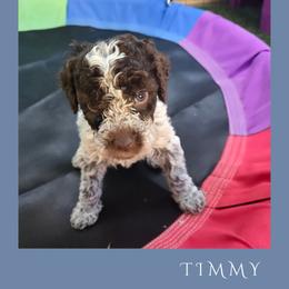 Boy 1 - Brown roan male Lagotto Romagnolo puppy in Salida, California from Harper's Lagotti
