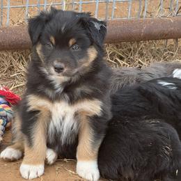Cola - Black tri-color male Australian Shepherd puppy in Wichita Falls, Texas from Spotted Mule Aussies