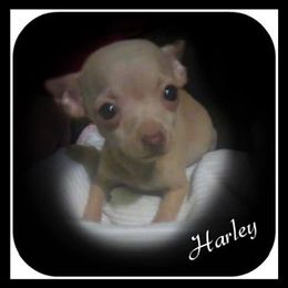 Chihuahuas, Pomeranians, and Yorkshire Terriers from Pampered Pups Kennel