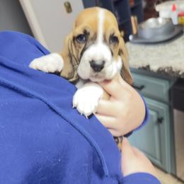 Male 2 - Black brown and white male Basset Hound puppy in Panhandle, Texas from TNT Bassets