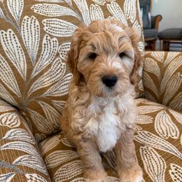 Pine - Apricot male Goldendoodle puppy in Jones, Michigan from KaZoo Doodles
