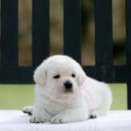 Labrador Retriever Puppies from ROCK CREEK LABRADORS