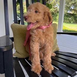 Ellie (Eleanor) - Apricot female Goldendoodle puppy in De Land, Florida from Rezapour Doodle Estate