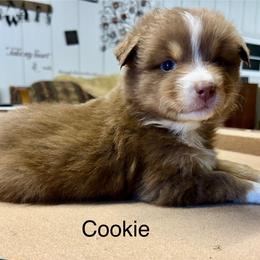 Girl 1 - Red tri-color female Australian Shepherd puppy in Sheridan, Arkansas from Runnin’ Wild Ranch Aussies