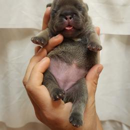 Lilly - Blue fawn female French Bulldog puppy in San Antonio, Texas from Chary's Elite Frenchies
