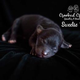 Girl 3 - female Goldendoodle puppy in Woodruff, South Carolina from Crooked Creek Doodles and Poodles