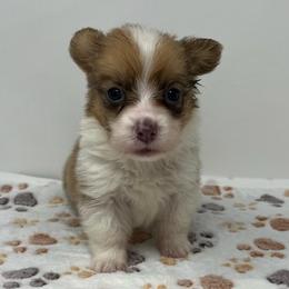 Mocha (sable bluie fluffy) - Sable female Pembroke Welsh Corgi puppy in Waco, Texas from The Comma Corgis
