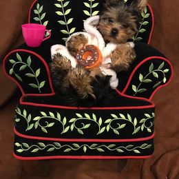 Yorkshire Terrier Puppies from Island Lake Yorkies