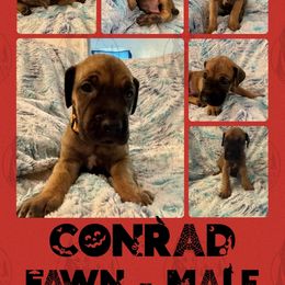 Conrad - Fawn male Great Dane puppy in Longview, Texas from Noctua Kennels