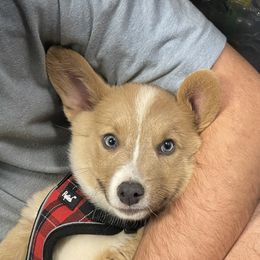 Castiel - Pembroke Welsh Corgi