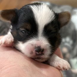 Boy 1 - Parti male Yorkshire Terrier puppy in Chesapeake, Virginia from Your Key Breeder