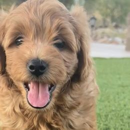 Goldendoodles from JER Doodles