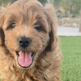 Goldendoodles from JER Doodles