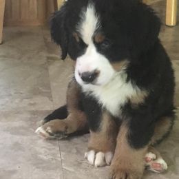 Bernese Mountain Dog Puppies from D’S Bernese Mountain Dogs