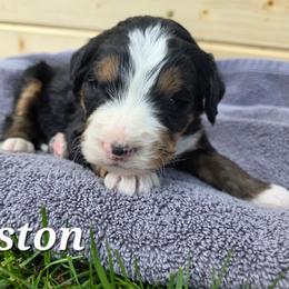 Gaston - Tri-color male Bernedoodle puppy in Blackfoot, Idaho from Draper Mountain Doodles