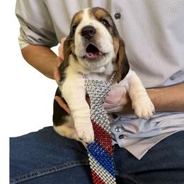 Basset Hound Puppies from Liberty Bassets