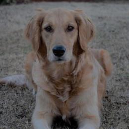 Lilly - Golden Retriever