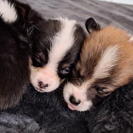 Pembroke Welsh Corgi Puppies from Rhone River Farm Pembroke Welsh Corgis