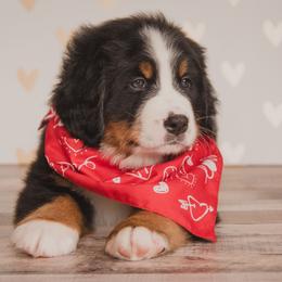 Bernese Mountain Dog Puppies from J & J Meadows