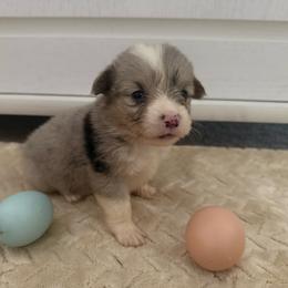 Full fluffy Edie - Blue merle and white female American Corgi puppy in Decatur, Texas from Bar S Corgis